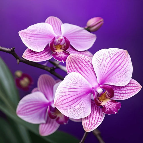 Pink Flowers