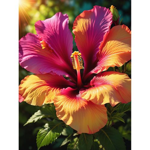 Colorful hibiscus flower
