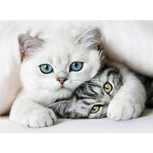 Cute Kittens