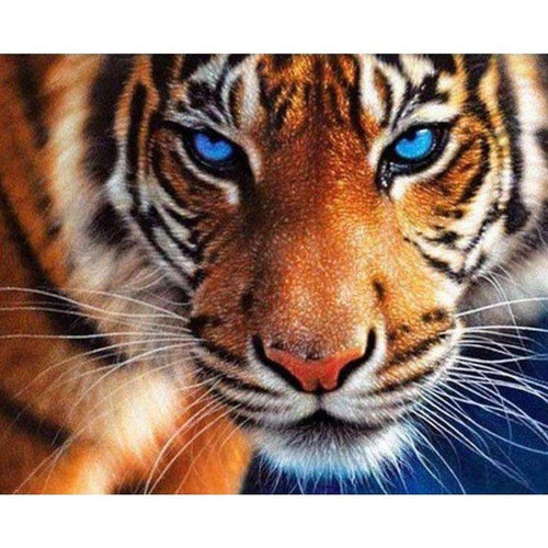 Tiger Blue Eyes
