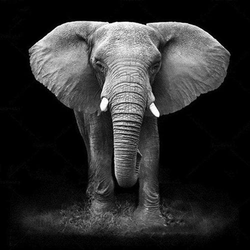 Portrait of Elephant