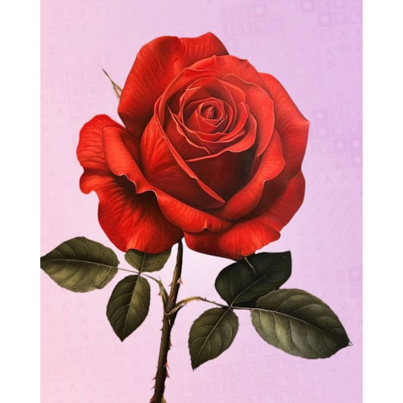 Beautiful rose