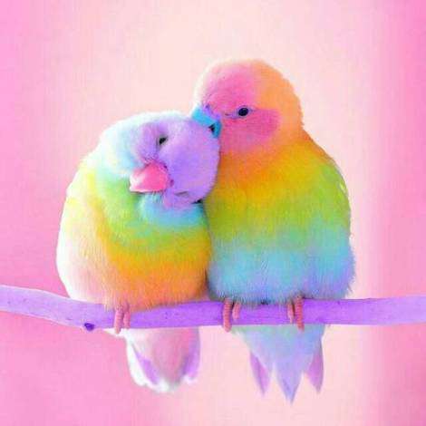 Cheerful Colored Birds