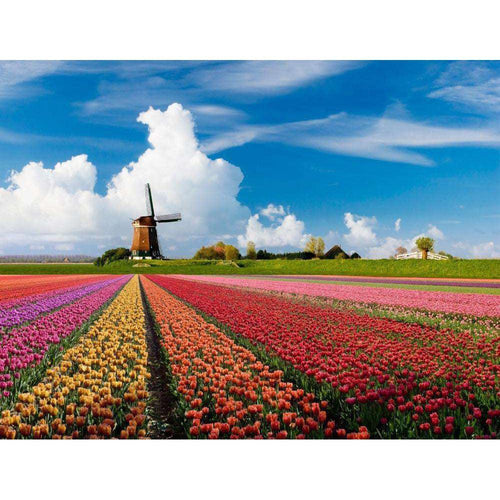 Windmill Tulip Field